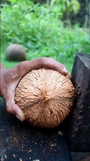 Tactics for removing coconut from its shell