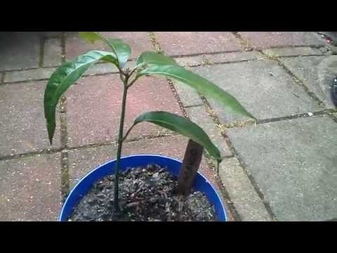 Zelf Mango kweken. DIY Grow your own mango
