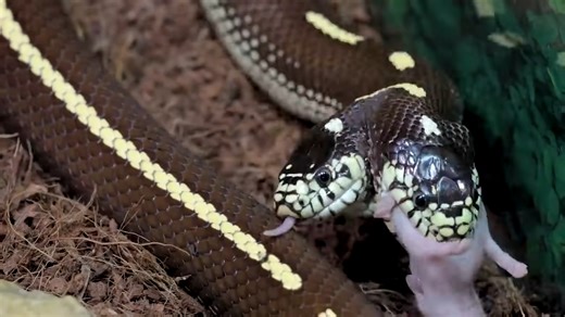 Why most two headed snakes do not reach adulthood
