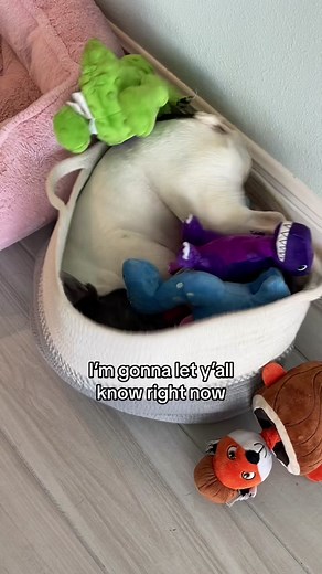 Loose Screws: A Frenchie Dog's Tale of 5 Screws