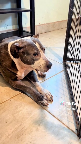 Protective Pitbull's Journey with Rescue Puppies