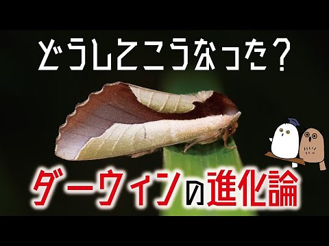 [Slow Explainer] Darwin's Theory of Evolution: Laws of Biological Evolution and Misconceptions [S...