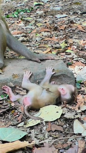 Baby Monkey Levy Gets Discipline from Mom Libby at NGO Safe Haven