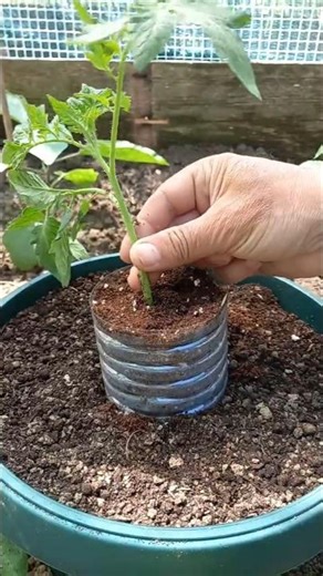 🍅 I take care of the tomato in a pot for more roots | #tomato #garden #gardening