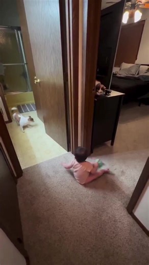 Discover Adorable Puppy Moments That Melt Hearts