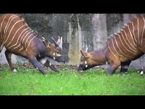 Playful Bongos Explore Their New Home