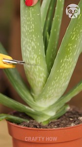 Amazing Grafting Ideas! | Crafty Panda How