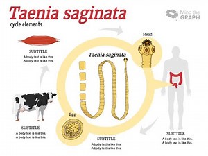 Taenia Saginata (Beef tapeworm); Life cycle, Transmission, Disease, Symptoms, Diagnosis, Treatment