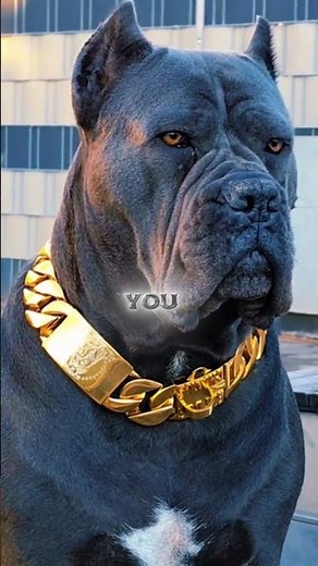 Why the Cane Corso Is Not for Beginners