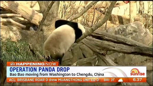 An international air freight operation is underway to move a giant panda from Washington DC to Chengdu, China. Story: https://yhoo.it/2m9poU9 Download the 7 News app: http://yhoo.it/2a8SxYV #Panda #7News | 7NEWS Sydney