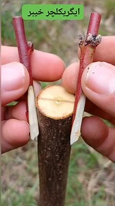 152K views · 631 reactions | Grafting peaches on plums with splinter | Department Of Agriculture District Khyber | Facebook