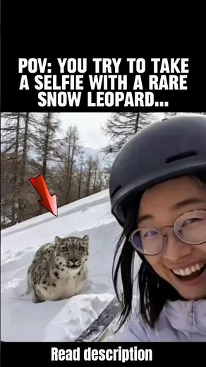Snow Leopard Attacks Skier During Selfie Attempt in Xinjiang