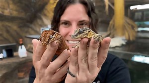 The ultimate gecko guide