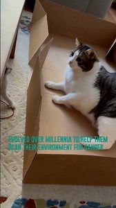 Why Cats Act Crazy – It's Actually Shocking