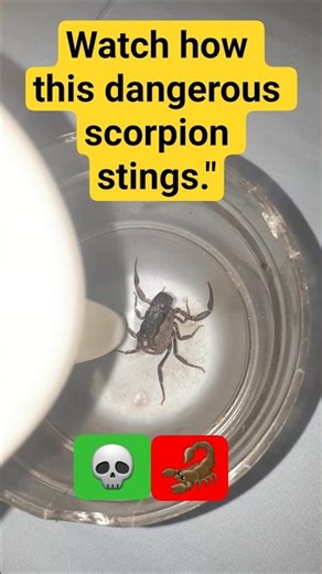 Watch how this dangerous scorpion stings."
