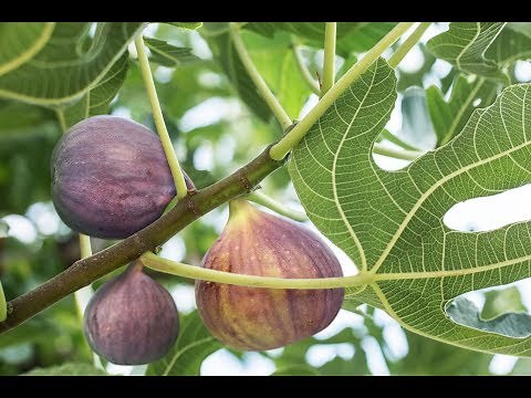 Ciupirea Smochinului - Cum sa incurajezi fructificarea abundenta a smochinului