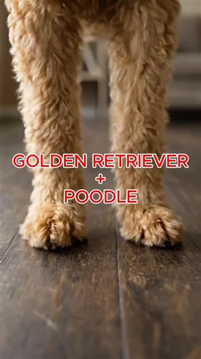 Goldendoodle: The Fluffy Combination of Golden Retriever and Poodle