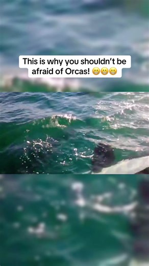 Understanding Orcas: Fascinating Facts About Killer Whales