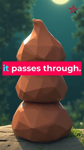 Wombats Poop Perfect CUBES. Here's Why.