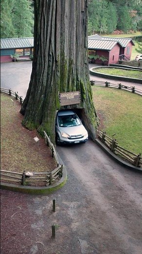 Will it FIT?! 😱 Driving through a 2,000 year old tree