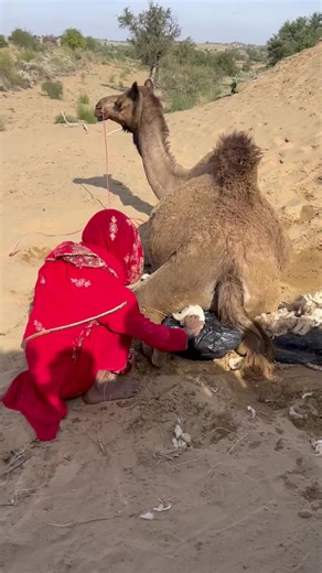 Life with Camels: Funny Moments You Can't Miss