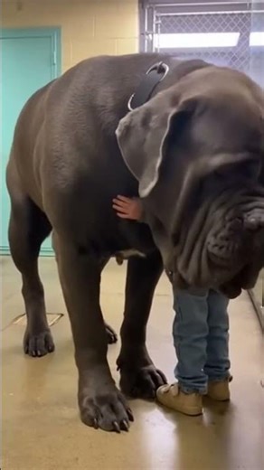 When a Neapolitan Mastiff Meets His Littlest Friend for the First Time