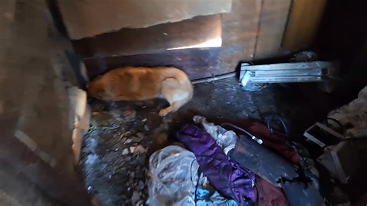 Hľadáme domovy !!!! Ide im o život , hrozia zrážky s autami a útoky od psov ! Nespomínam už často nepekné ľudské zaobchádzanie ..... ide im o život ! Kontakt: sospsiky@gmail.com | SOS Psíky / SOS Doggies