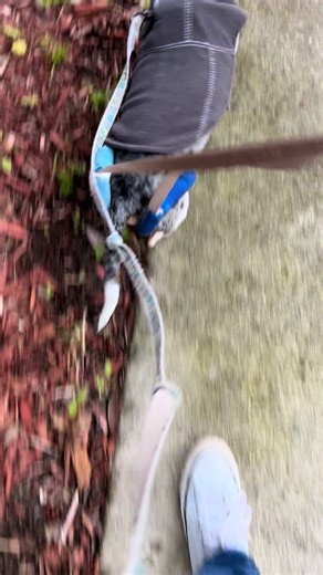 A little after month 5 week 1. Another cold morning stroll fo fourth something degrees #ivdd #ivddrecovery #strong #walk #walking