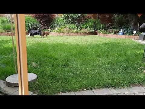Australian Shepherd Rüde deckt Mischlings Hündin Hunde Paarung 1