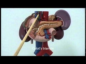 Gross Anatomy Of Upper Abdominal Viscera • Video • MEDtube.net