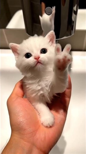 Bubble Kitten 🐾🫧 #cat #kitten #cutecat #catlover #ai