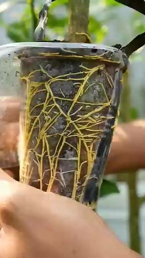 Great idea to propagate Lemon tree by air layering using a Carrot🥕 #propagate_lemon_tree | Nathan & Alsop