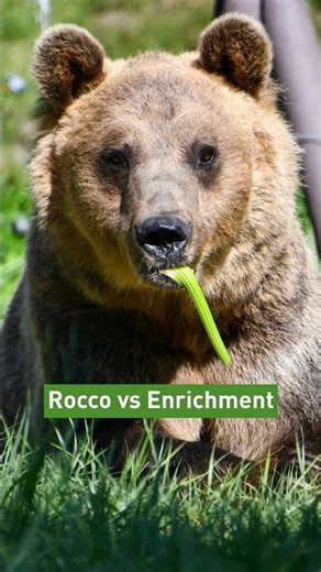 Rocco vs Enrichment 🐻⚽️ | FOUR PAWS | [SUBS]