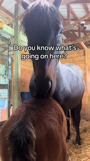 Training is still in progress 😂 #foal #newborn #momlife #cuteanimals #horsetok