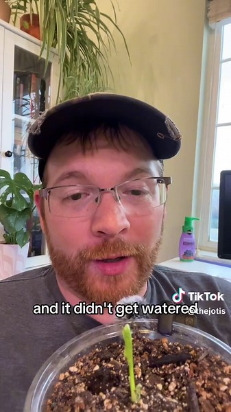 Calla Lily Growth: Watch This Beautiful Plant Thrive!