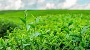 Assam tea production increases in June 2024