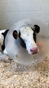 Baby cows need their mom's milk more than we do.💚 Male calves are often considered "byproducts" in the dairy industry since they can't produce milk for profit. Most dairy farmers cull or abandon these calves or sell them for veal or cheap beef, even though many of them are sick. The more time and care an animal requires, the less profit the farmer can bring in overall, so their care is often neglected in the name of profit. Please consider leaving dairy products off your plate—you'll help save 