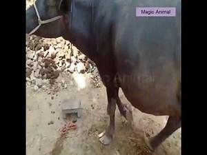 KUDA KAWIN PAKSA SAPI VIRAL