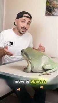 Cute Frogs That Look Like Gum & Buns #Frog #CuteFrog #PetFrog