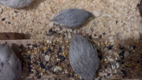 Quail , Chinese Button Quail Eggs - £15