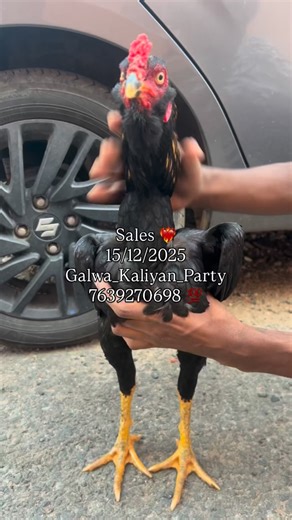 @galwa_kaliyan_party | Kathir java sales 🦁❤️‍🔥💯✨#sevalsandai #jallikattu #seval #kattuseval #sandaiseval #rooster #aseel #pollachi #cockfight #tamilnadu... | Instagram