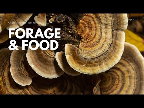 Forage & Food