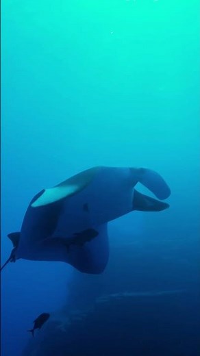 Giant Oceanic Manta Ray