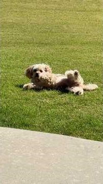 What Is Daisy Playing With? #dog #shorts #shortvideo