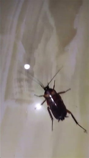 Cockroach (Telapoka) attack at night #cockroach