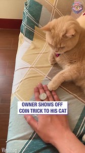 Cat nails owner’s coin trick | Bright Side