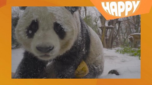 Happy News: Stories to make you smile