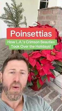 How did Poinsettias take over the holidays?