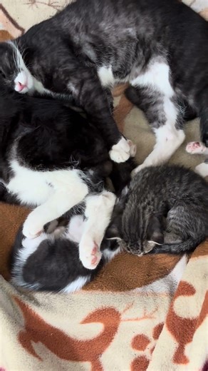 Two big brothers sleeping with little bro & sis #cat #kitten #cute