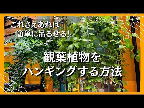 【観葉植物をハンギングする方法】簡単！オシャレに植物を吊るす方法🪴